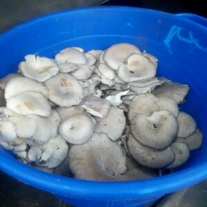 Champignons frais